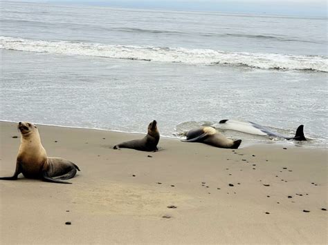 Toxic algae suspected in deaths of sea lions and dolphins on Southern California coast